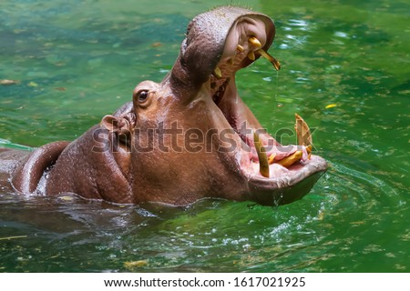 Hippo's mouth open in the water.