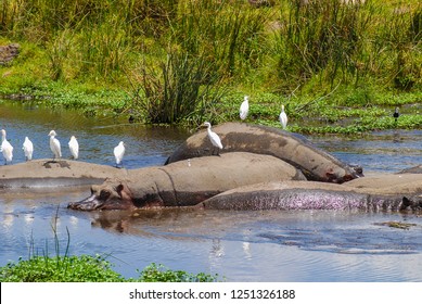 Hippos in a natural water pool in Ngorongoro National Park in Tanzania, Africa. 