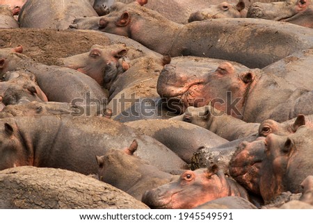 Similar – Foto Bild Viele überfüllte Schweine in einem Bauernhof.