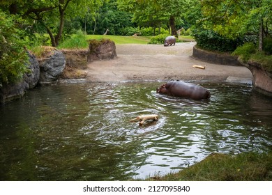 Hippos In Seattle Woodland Park Zoo.