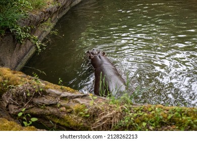 Hippos In Seattle Woodland Park Zoo.