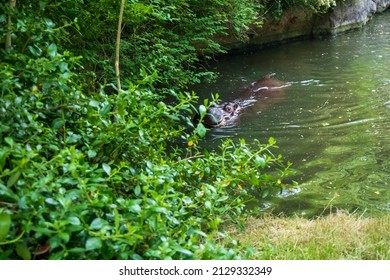 Hippos In Seattle Woodland Park Zoo.