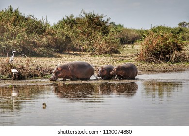 Hippos In Selous Game Reserve, Tanzania