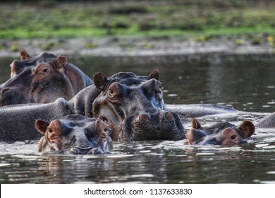 Hippos In Selous Game Reserve, Tanzania