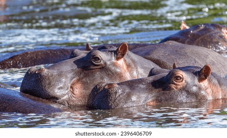 Hippo's two  large dangerous wildlife animals together eyes open alert in waterhole park reserve. - Shutterstock ID 2396406709