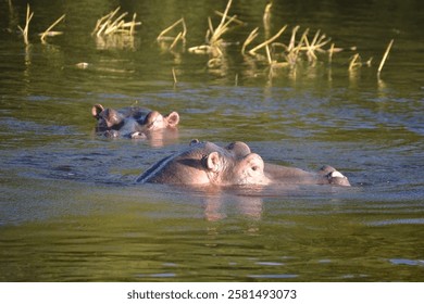 Hippos in the water in Chobe River