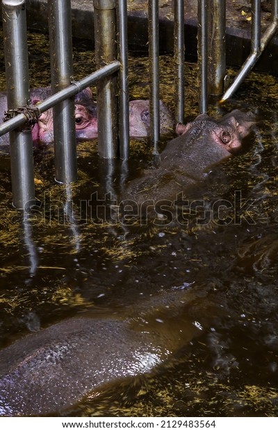 Hippos in the water divided\
by bars.