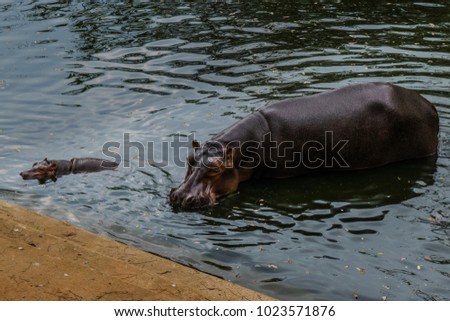 Hippos in zoos in Thailand