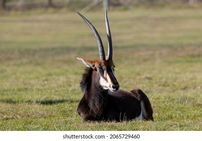 A Hippotragus Antelope Resting On A Meadow