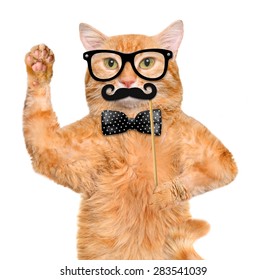 Hipster cat