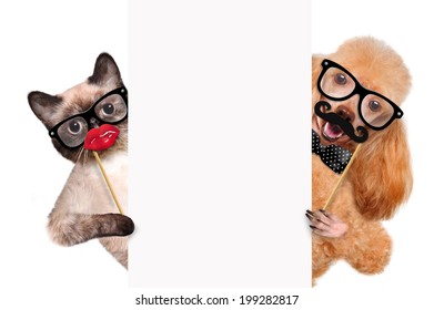 Hipster dog and cat.