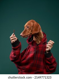 Hipster dog in a hooded hoodie holds snacks with his hands. Conceptual portrait of a dog on a green background. Funny Hungarian Vizsla with snake 