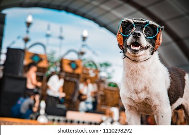 Hipster Dog At Music Festival