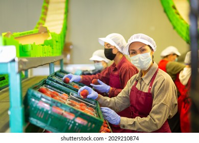 Hired Farm Worker In Protective Mask Checks And Sorts Peaches In A Warehouse