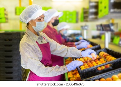 Hired Farm Worker In Protective Mask Checks And Sorts Peaches In A Warehouse