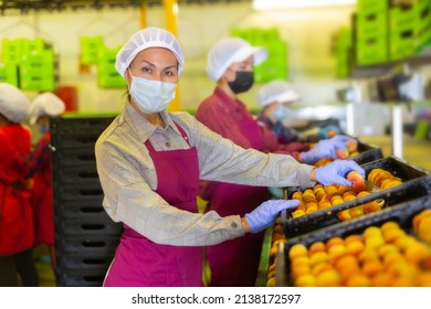 Hired Farm Worker In Protective Mask Checks And Sorts Peaches In A Warehouse