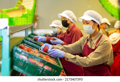 Hired Farm Worker In Protective Mask Checks And Sorts Peaches In A Warehouse