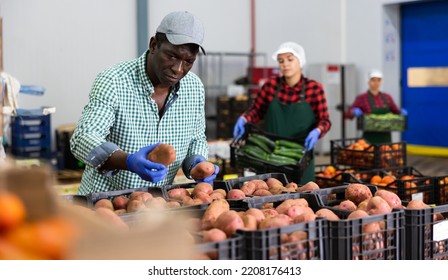 Hired Food Warehouse Worker Checks The Quality Of The Harvested Potato Crop