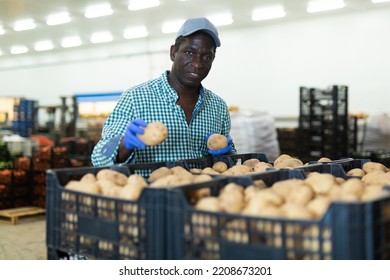 Hired Food Warehouse Worker Checks The Quality Of The Harvested Potato Crop