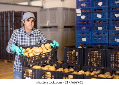 Hired Food Warehouse Worker Stacks Crates Of Fresh Potatoes