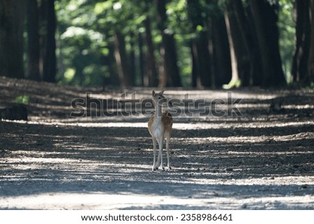 Hirsch auf einem Waldweg schaut den Betrachter direkt an. Deer on a forest path looks directly at the viewer. 
