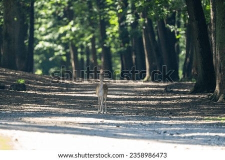 Hirsch auf einem Waldweg schaut den Betrachter direkt an. Deer on a forest path looks directly at the viewer. 
