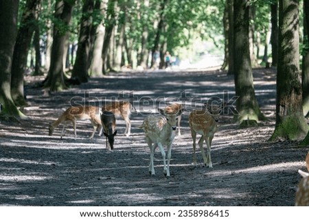 Hirsch auf Waldweg. Deer on forest path.