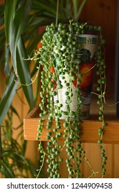 Hirt's String Of Pearls Plant Close Up