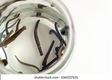 Hirudotherapy. Medical leeches in water before therapy