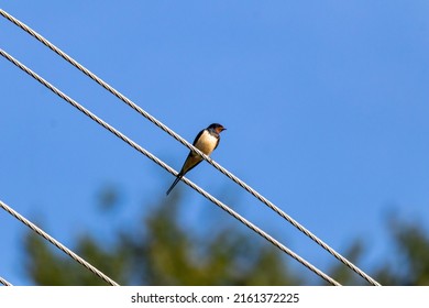 Hirundinidae, Songbird Family, Order Passeriformes, Consisting Of Swallows And Martins