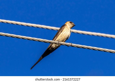 Hirundinidae, Songbird Family, Order Passeriformes, Consisting Of Swallows And Martins