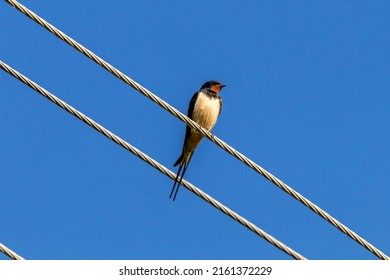 Hirundinidae, Songbird Family, Order Passeriformes, Consisting Of Swallows And Martins