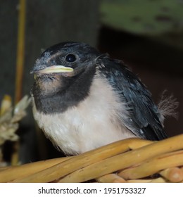 Hirundinidae, Young Swallow In The Nest