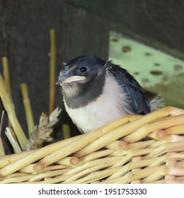 Hirundinidae, Young Swallow In The Nest