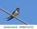 Hirundo rustica aka Barn swallow perched on electric wire. Isolated on blue background.