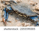 his detailed photograph showcases the vivid hues and complex textures of a Blue Crab