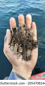 In His Hand Was A Pile Of Dry Wood Chips,Hands Are Also Soiled,view On The Back Of The Hand Is The Sea.