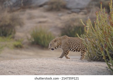 His Majesty On An Evening Patrol