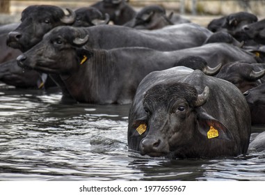 Hisar, Haryana, India- August 12th 2019: Buffalo in the the Central Institute for Buffalo Research (CIBR). The CIBR is responsible for conducting a wide range of research on buffaloes.