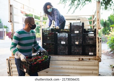 Hispanic Farm Worker In Protective Face Mask Loading Boxes With Fresh Bell Peppers In Truck During Autumn Harvest. New Lifestyle In Coronavirus Pandemic