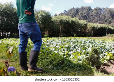 Hispanic Farmer Observing Vegetable Plantation - Farmer In His Agricultural Field