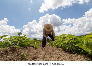 Hispanic Farmers Manual Amaranthus Planting In A Mexico's Farming Field