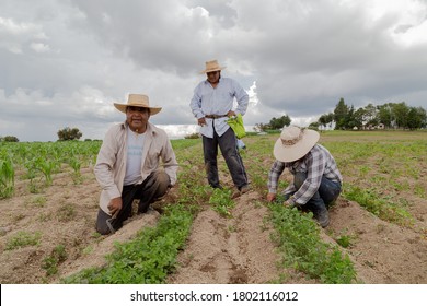 hispanic farmers manual amaranthus planting in a Mexico's farming field