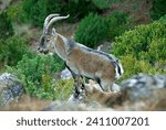 Hispanic goat male in the natural park of the Sierras de Cazorla, Segura and Las Villas.
