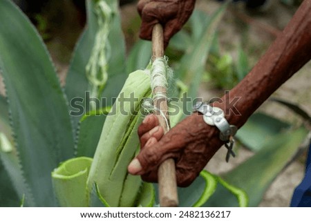 Hispanic Man Using Stick to Extract Sisal Fibers from Agave Plant
