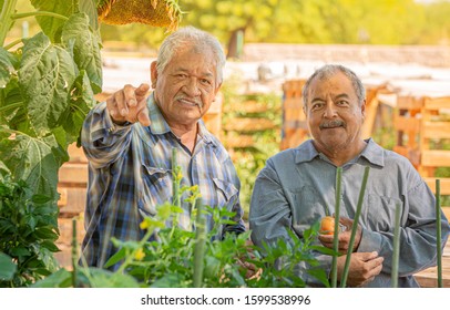 Hispanic Men Talking And Pointing In A Community Garden