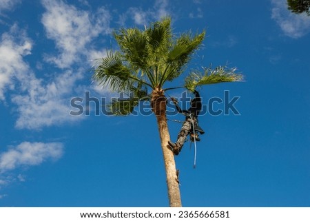 Hispanic palm tree pruner cleaning a washingtonia palm tree with blade and safety harness. Palm tree cleaning concept.