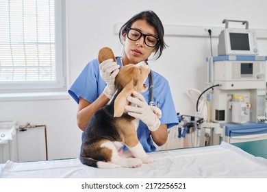 Hispanic Woman Working As Vet In Modern Animal Hospital Examining Skin Integument And Ears Of Small Puppy