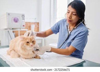 Hispanic Woman Working In Veterinary Clinic Listening To Heart Beat And Breath Sounds Of Ginger Cat Using Stethoscope