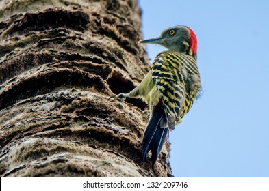 Hispaniolan Woodpecker or Melanerpes striatus on palm stem close